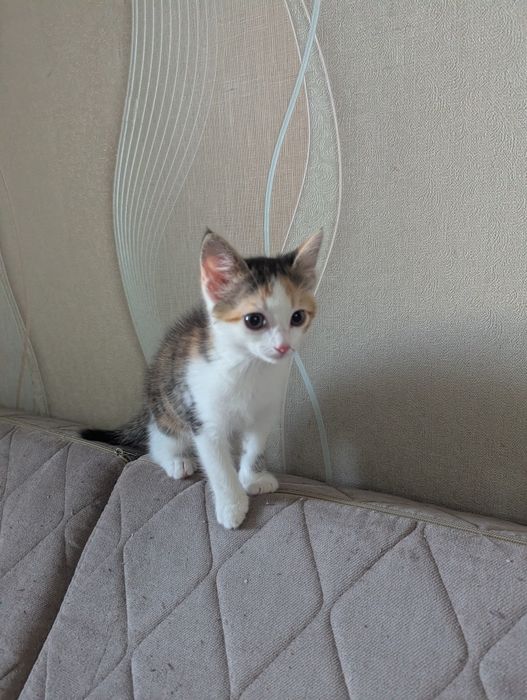 Отдадим в добрые руки
