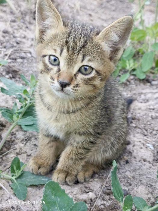 Отдам даром котят в добрые руки!