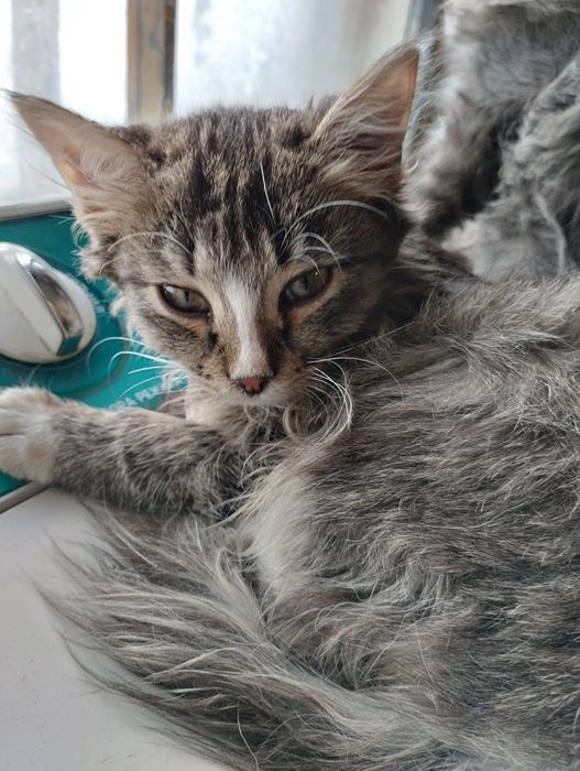 Котят в добрые руки