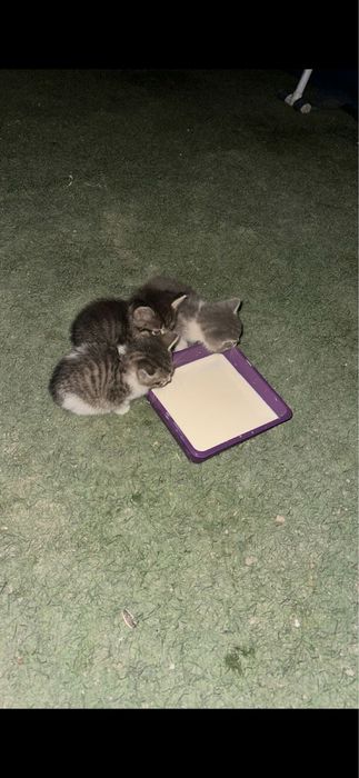 Котята в добрые руки!