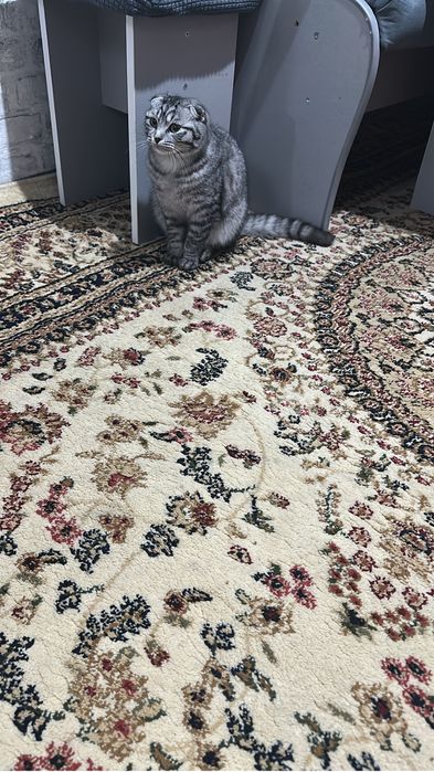 Отдам кошку, в добрые руки.