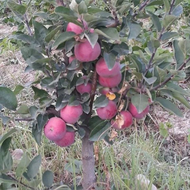 Барча турдаги  Мевали кучатлар арзон ва сифатли