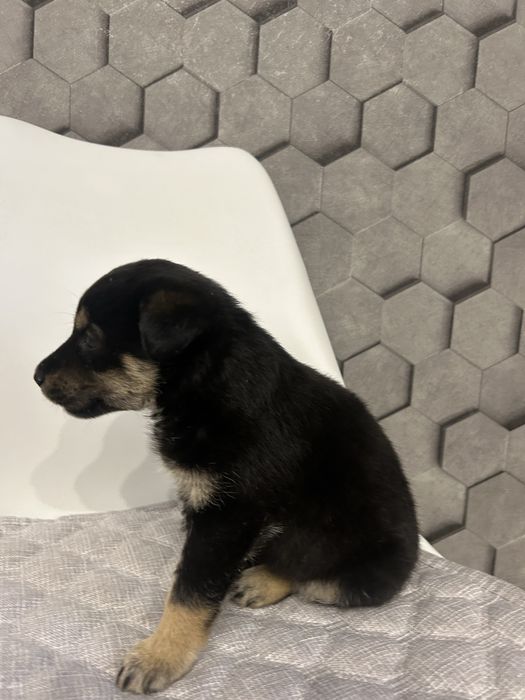 Отдам в хорошие руки щенка