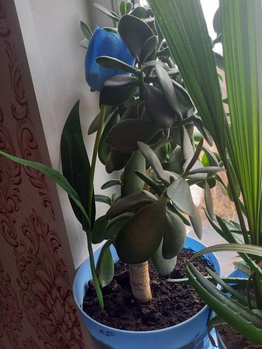 Комнатные цветы разных видов