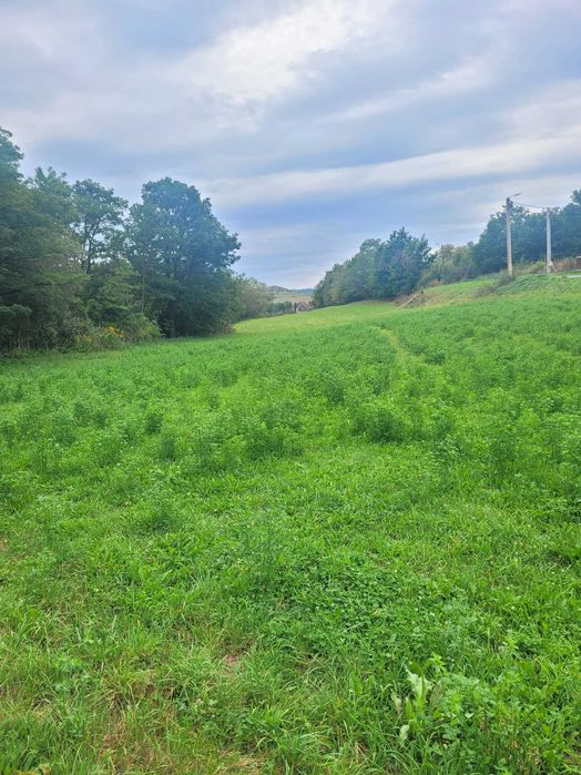 Vând Teren Intravilan .Suprafață de 7100 m2.