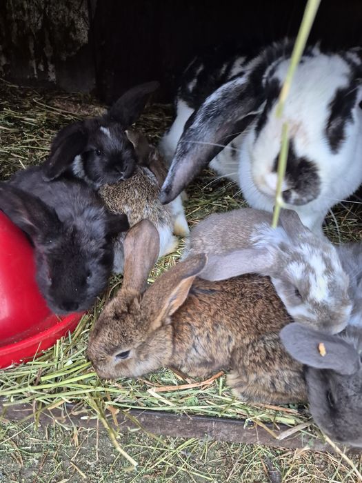 Iepuri uriași german