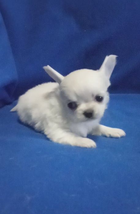 Для ценителей породы