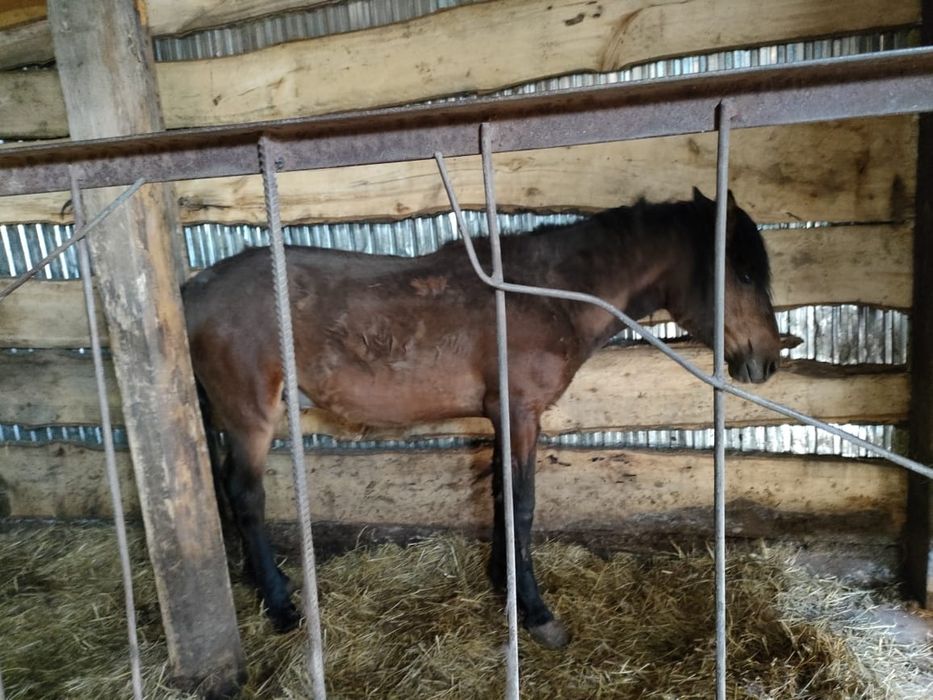 продам  таев с откорма