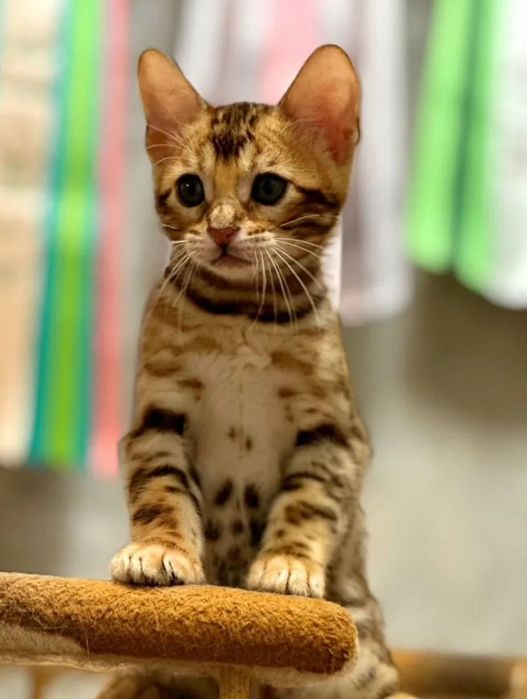 Бенгальские леопардики