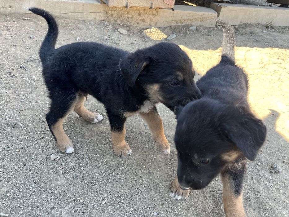 Күшіктер сатылады
