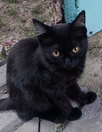 Отдам котят в хорошие руки.
