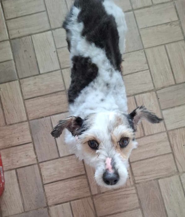 Бонита търси своите стопани