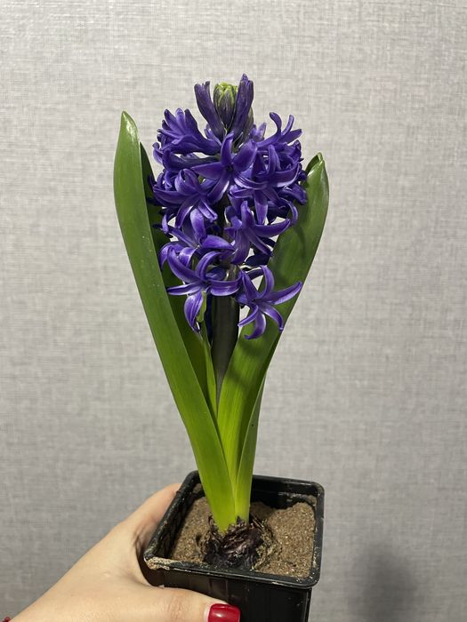 Гиацинты на 8 марта оптом