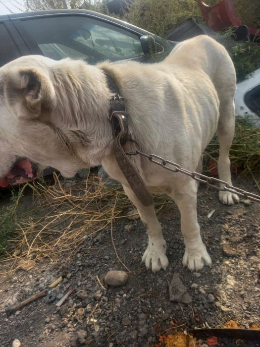 Алабай девочка СРОЧНО