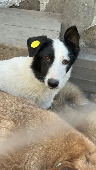 В добрые руки, щенок