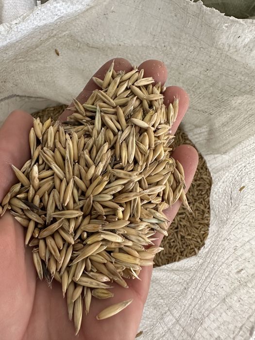 Продаем зерно в мешках