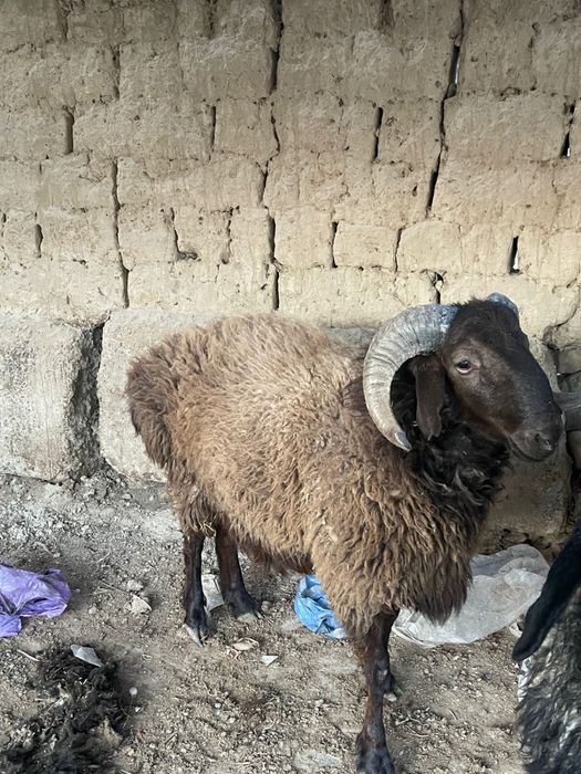 Қошкар сатылады