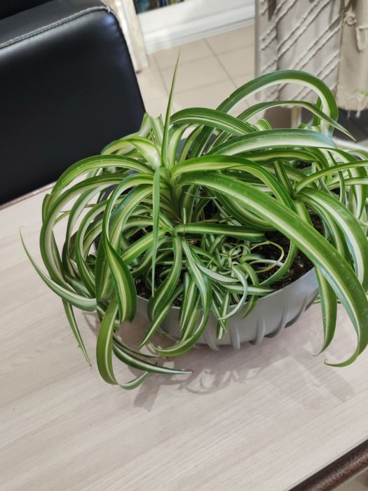 Комнатное растение