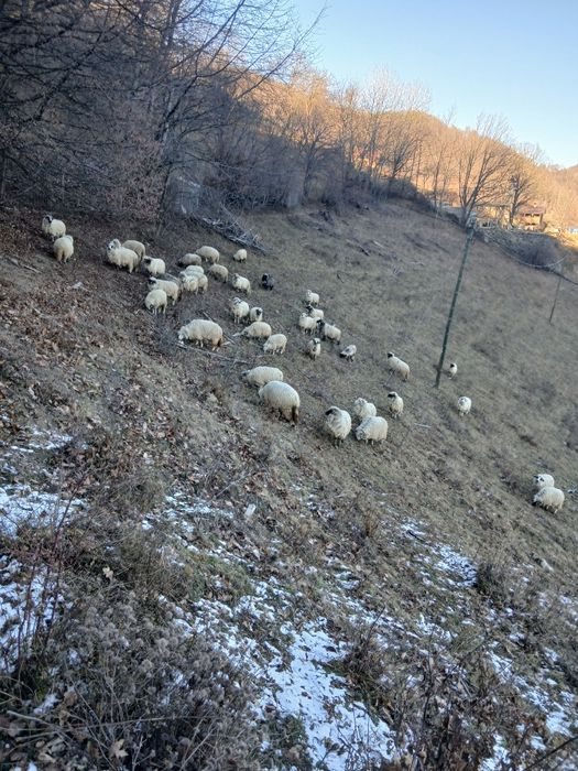 Vând oi țurcane.