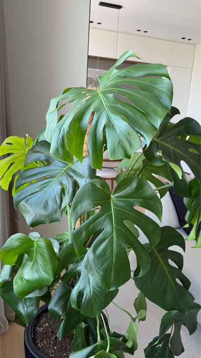 растение Монстера с кашпо