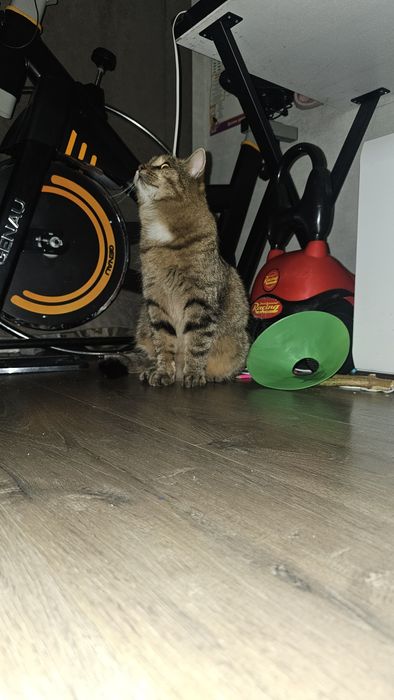 Отдам в добрые руки