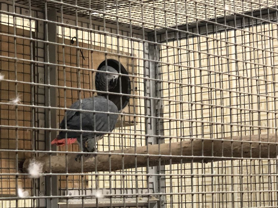 Bolshiye popugai raznogo vida