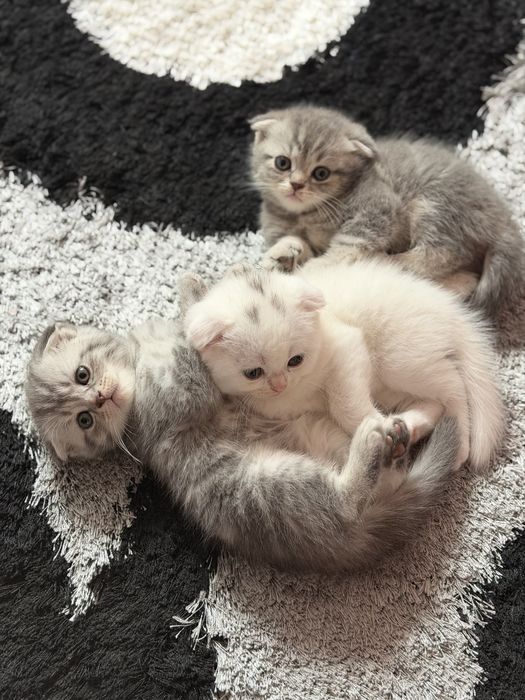 Шатланские котята