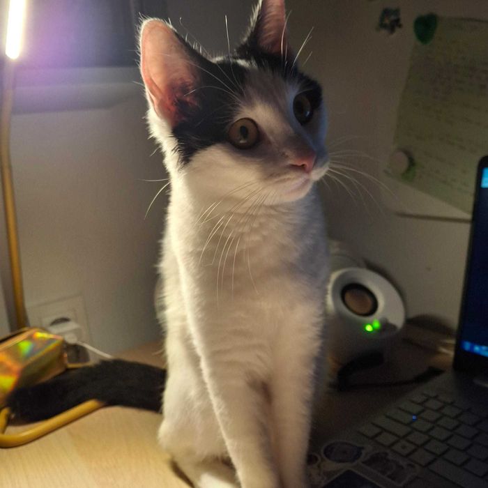 Adoptie mustacios