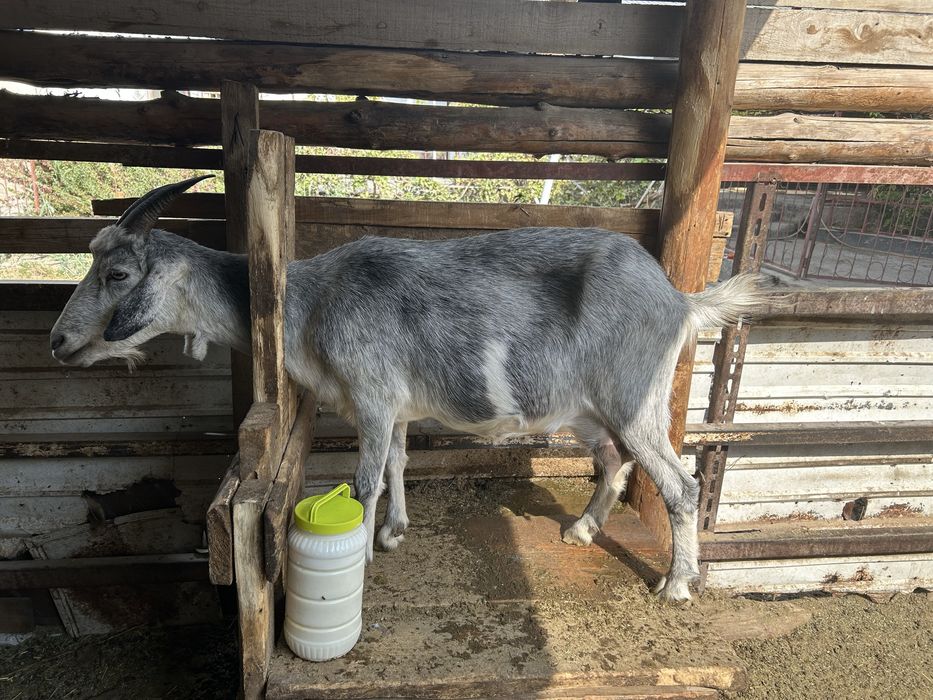 алпиский ешкилер лактар сатылады