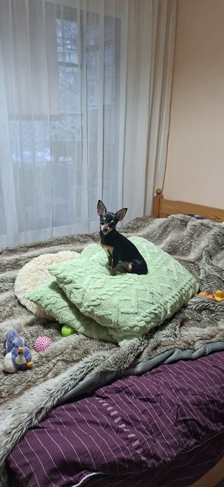 Продаавам мини чихуахуа