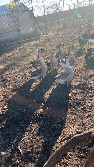 Gâște/gâscani americane/i de vânzare