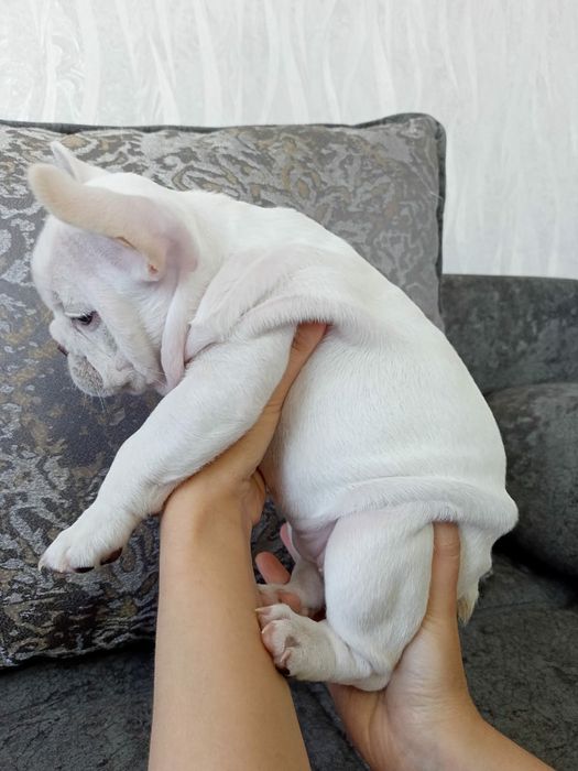 , Французики Премиум Класса!