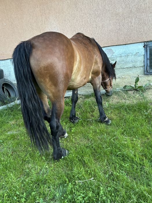 Vand iapa de 3 ani