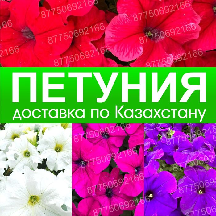 Петуния бархатцы цветы