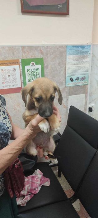 Щенок, девочка, 2 месяца