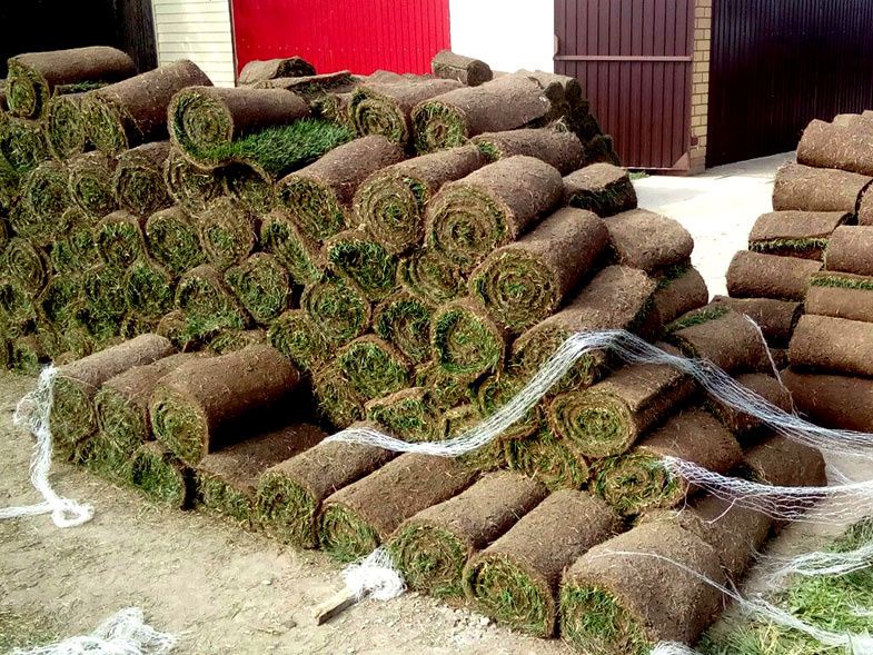 Gazon Rulonli bor 40.000 kvadrati. joyimiz Samarqandda