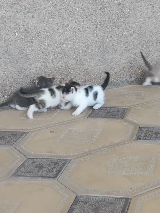 Котята в добрые руки