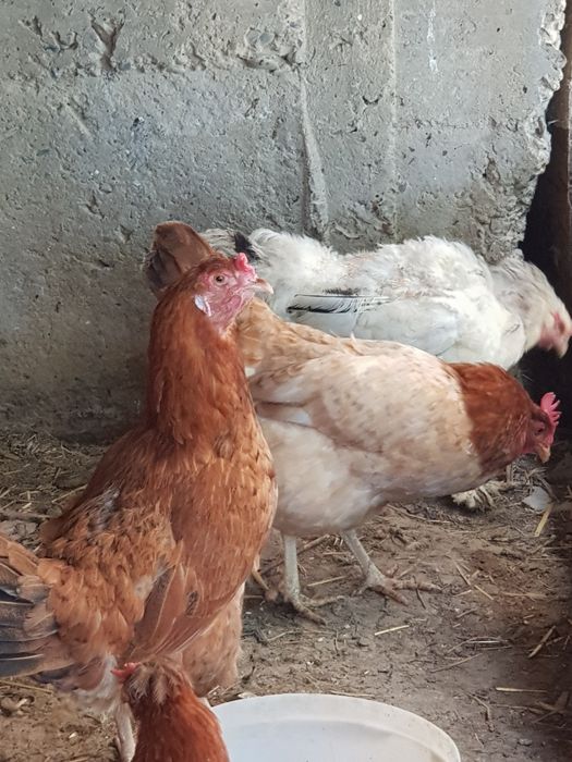 Домашняя курица тоуклар