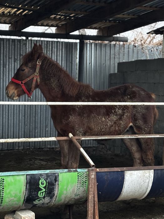 Жабагы сатылады