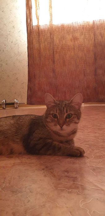 Молодая кошечка в добрые руки