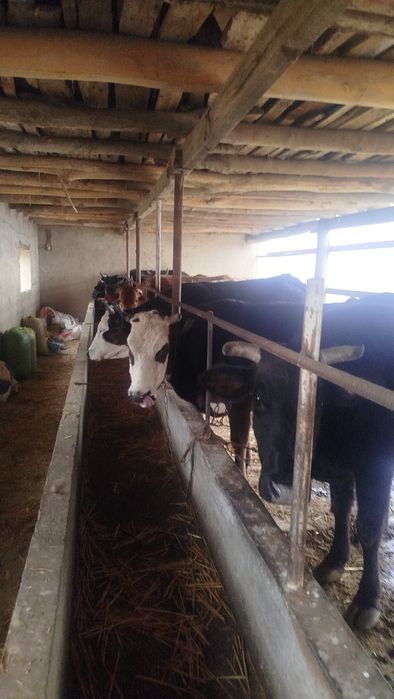 Veterinariya xizmati ветеринария хизмати Хадамоти ветеринарӣ