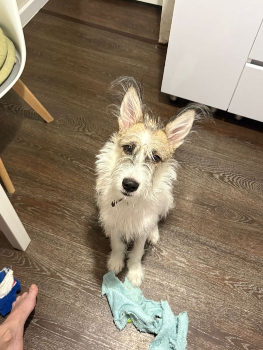 Отдам молодого кобеля