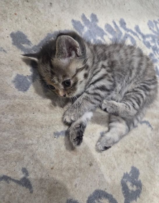 Котята британец смешанный