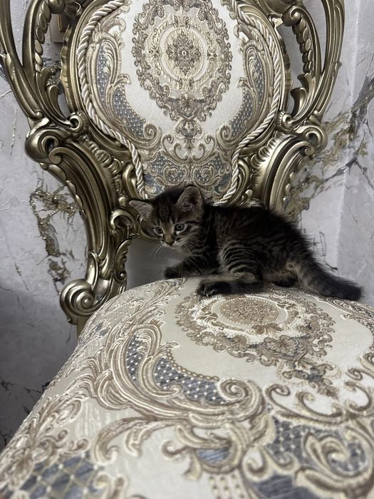 Mushuk bolalari tigr