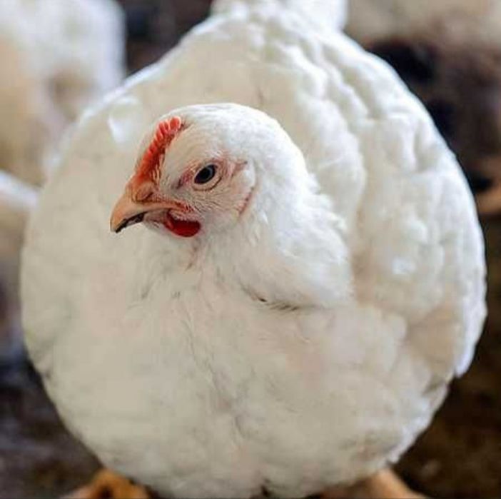 Яйцо инкубационные