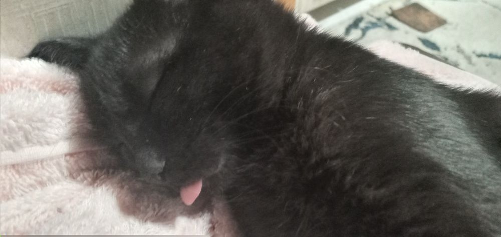 Mushuk 7 oylik mehribon qolarga topshiriladi.