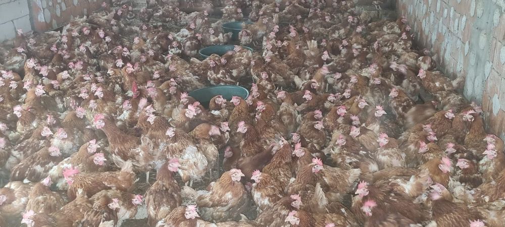 Găini ouătoare tinere - 11 luni - Penaj îngrijit