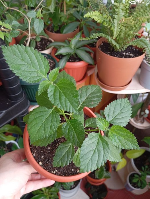 Продам цветы комнатные