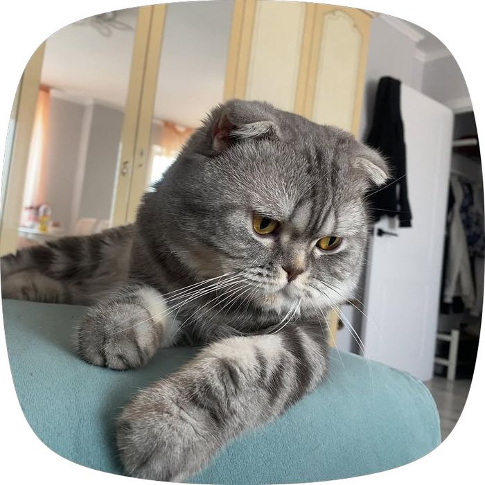 Отдаю кота в добрые руки