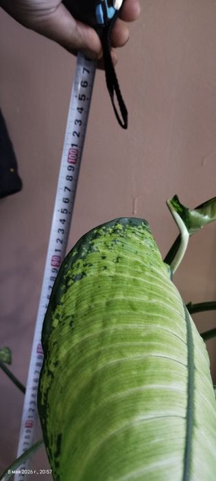 Продам домашнее деревце